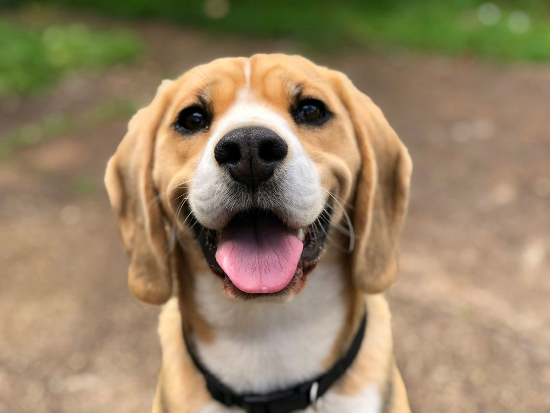 A happy golden retriever on a walk outdoors