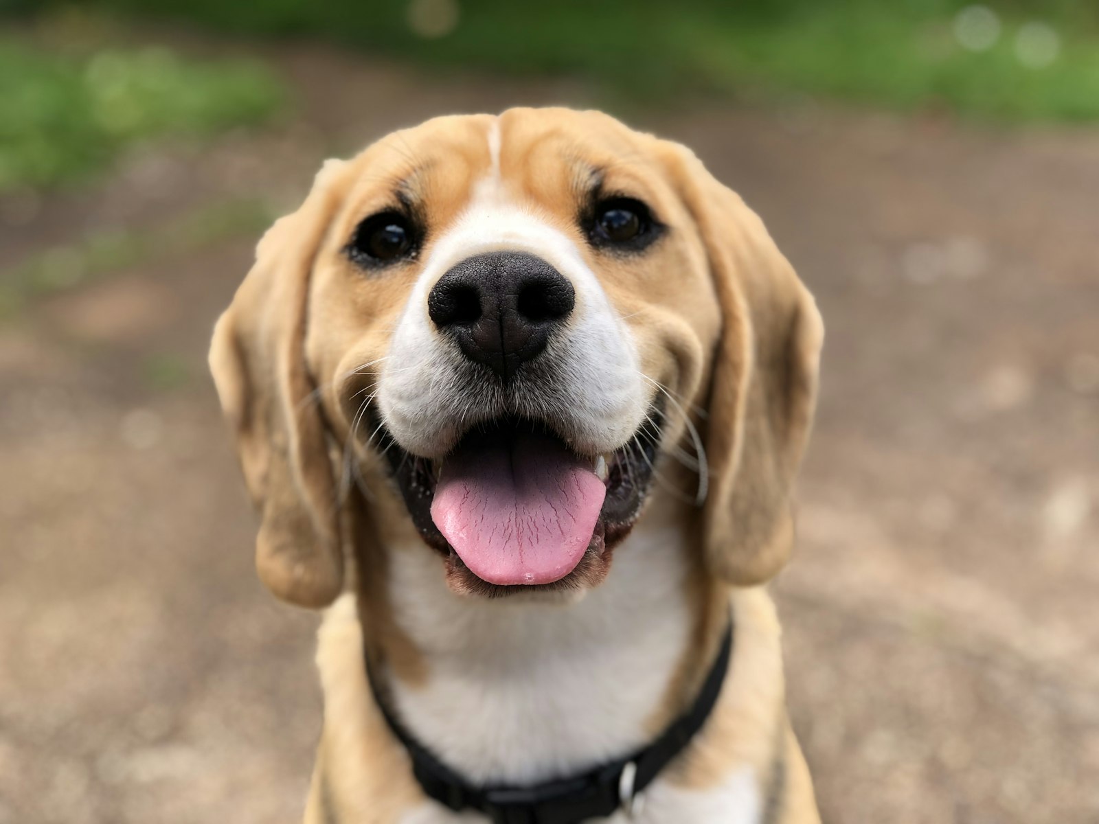 A happy golden retriever on a walk outdoors