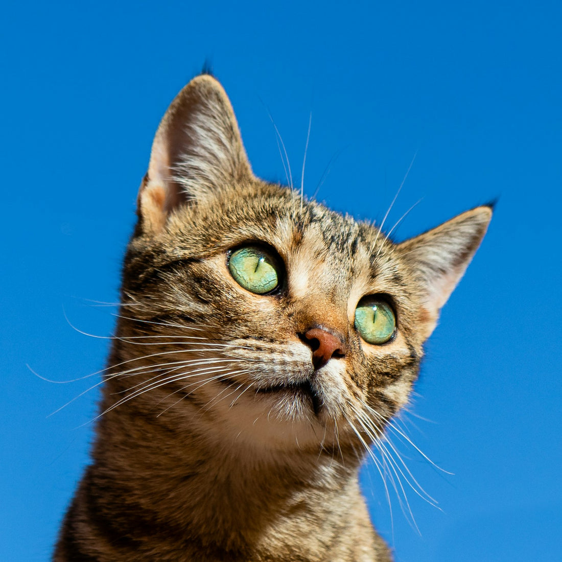 A calm cat resting and looking at the camera
