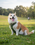 The Heritage Reflective Leather Harness